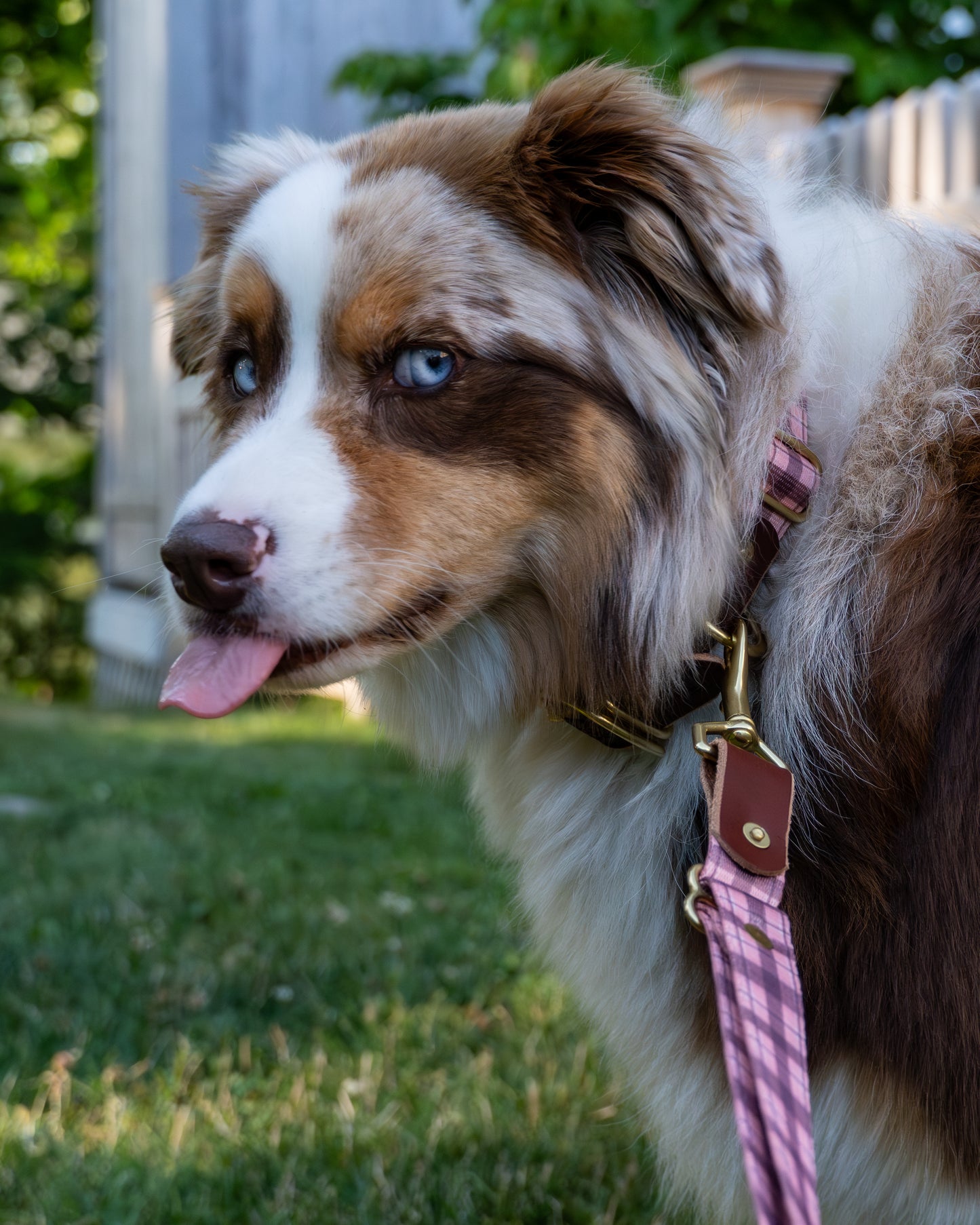 Tartan Dog Bundle