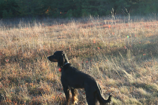 Upland Dog Collars