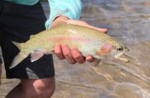 Rainbow Trout