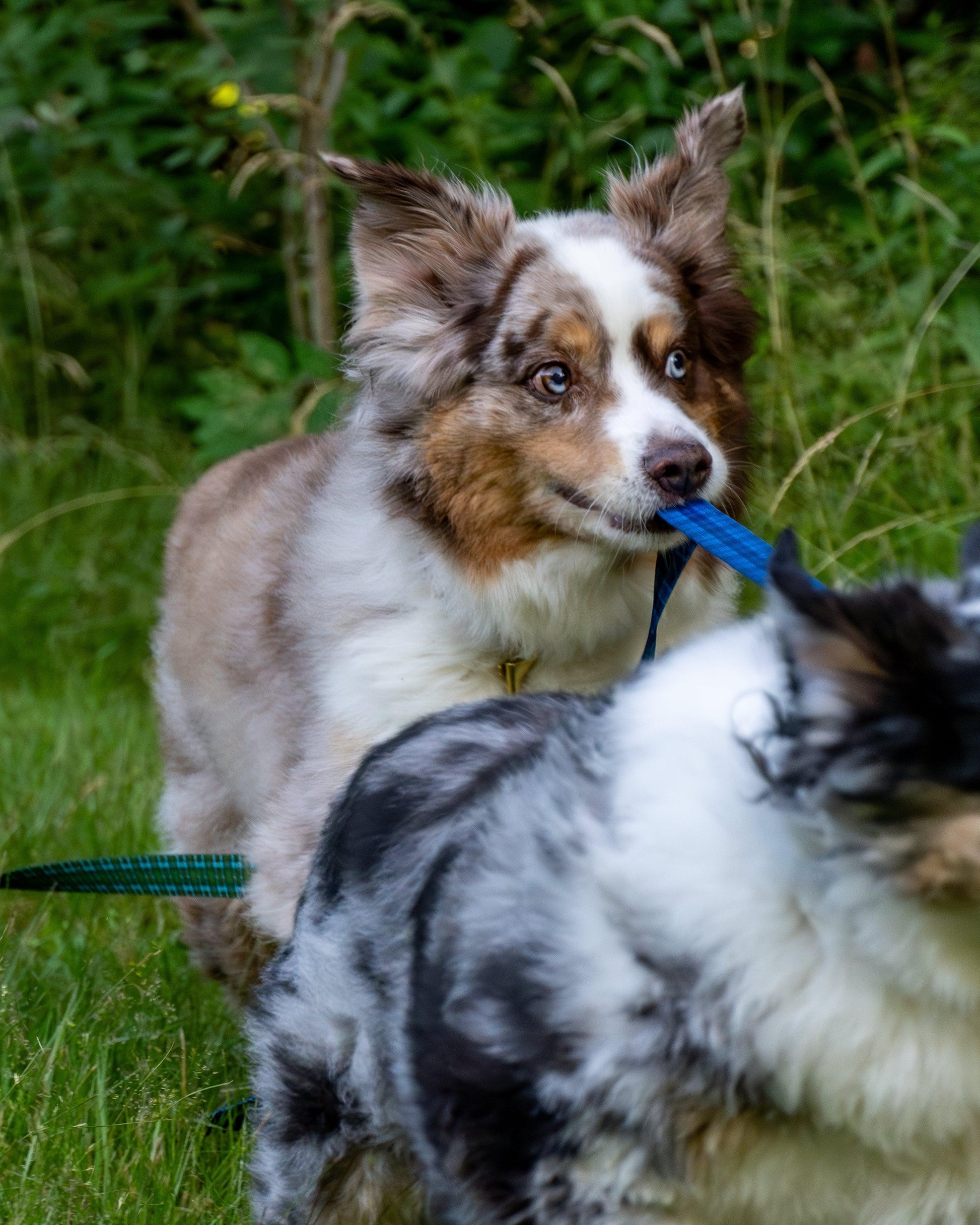 Wholesale - The Whiskey Tartan Dog Leashes - Whiskey Leatherworks