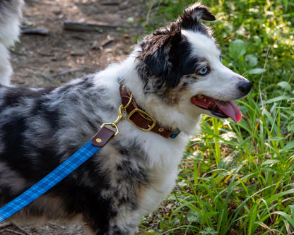 Wholesale - The Tartan Dog Collars - Whiskey Leatherworks