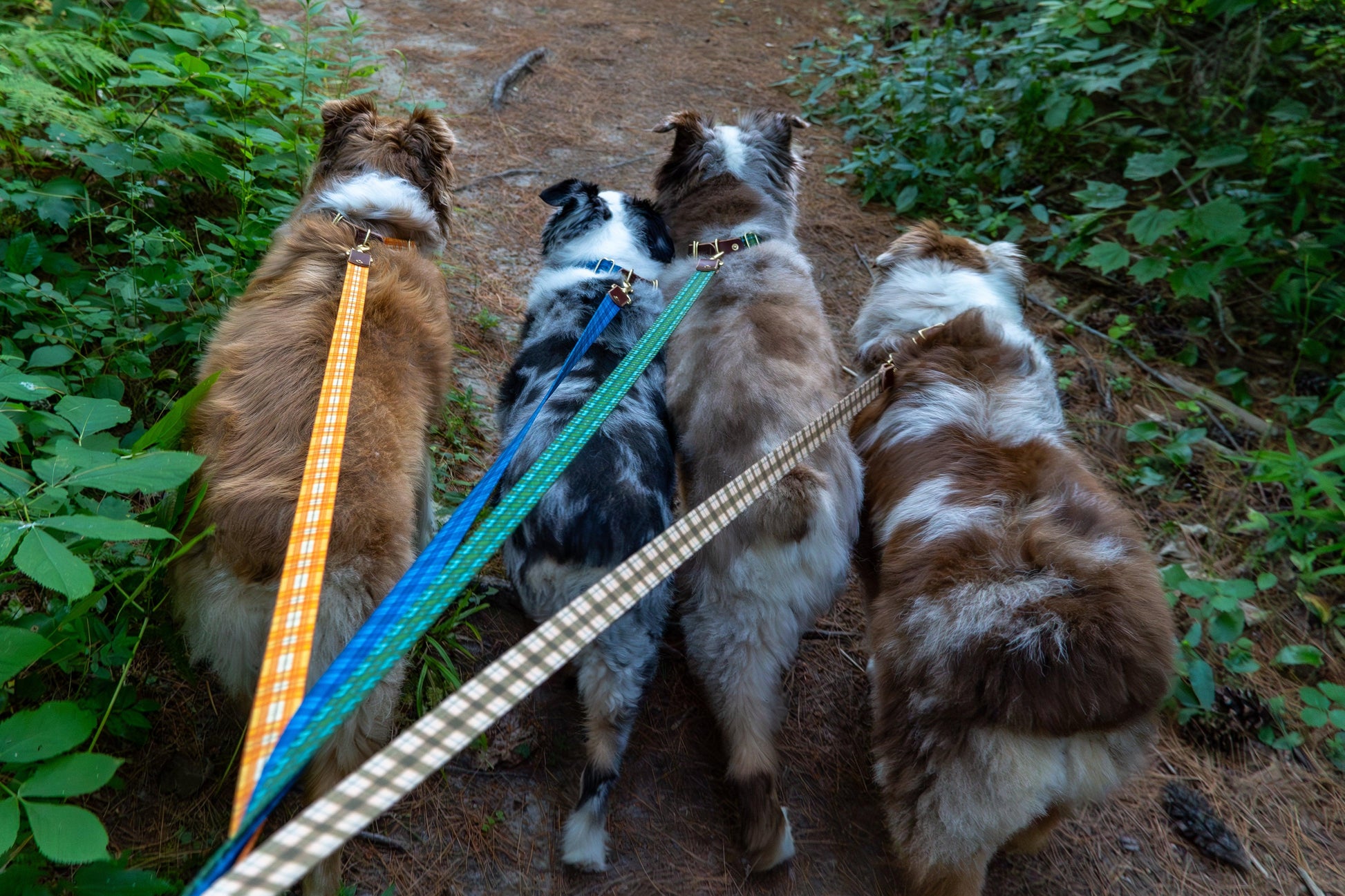 Wholesale - The Whiskey Tartan Dog Leashes - Whiskey Leatherworks