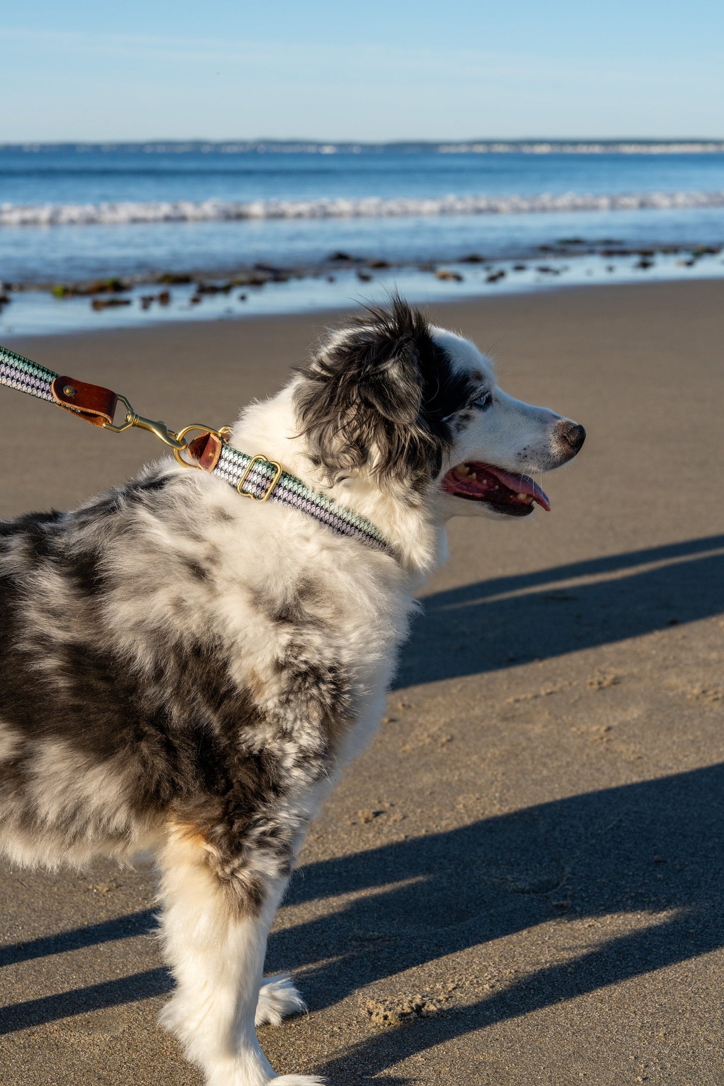 Fish & Upland Dog Collars