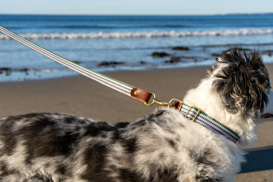 Fixed-Length Webbing Dog Leash