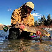 Brown Trout