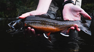 Brook Trout