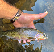Cutthroat Trout