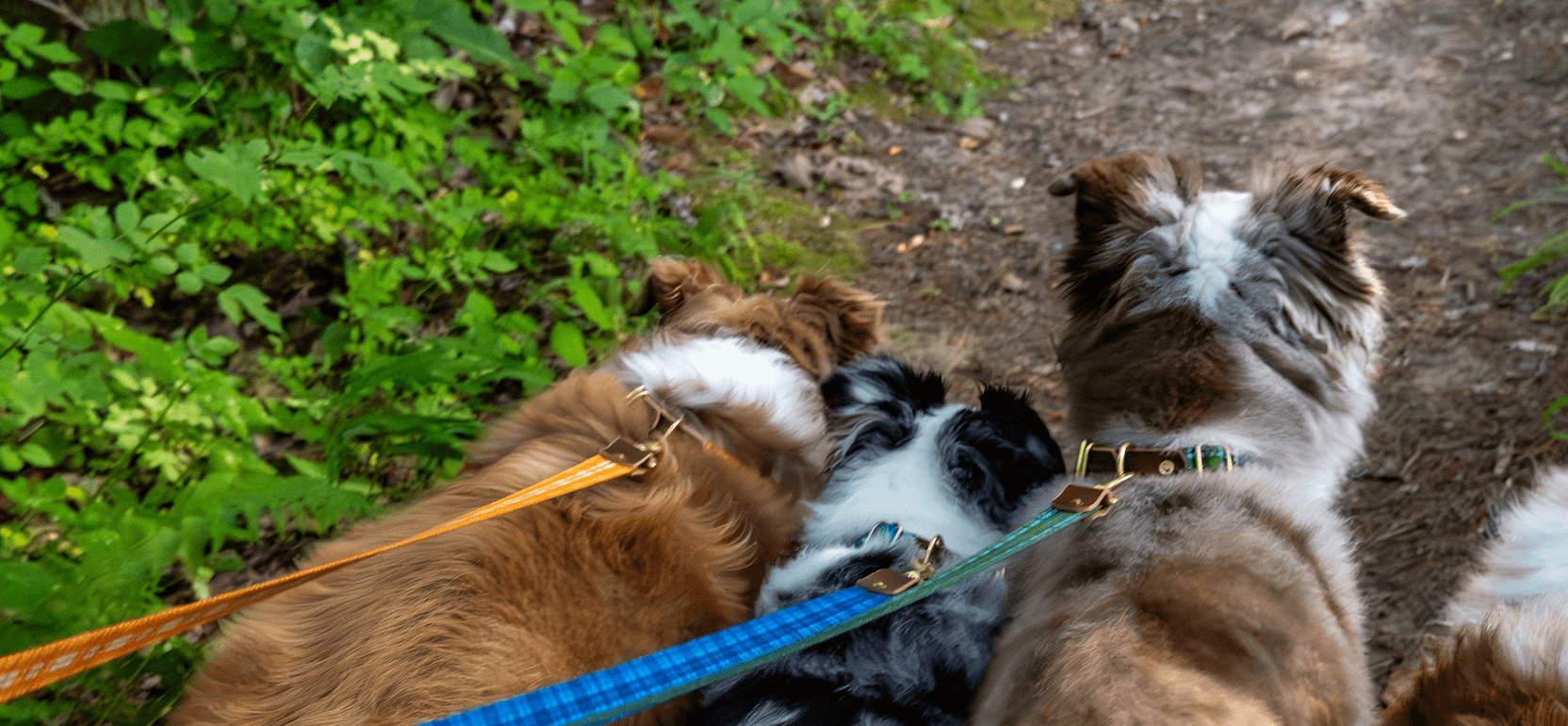 Wholesale - The Tartan Dog Collars - Whiskey Leatherworks