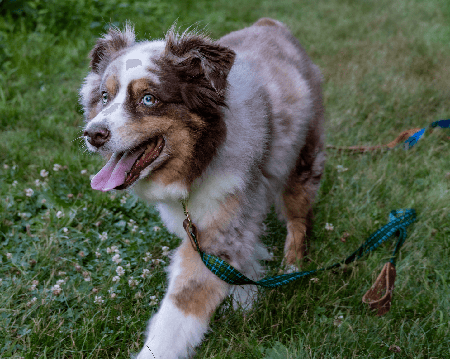 Wholesale - The Whiskey Tartan Dog Leashes - Whiskey Leatherworks