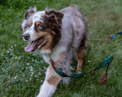 Wholesale - The Whiskey Tartan Dog Leashes - Whiskey Leatherworks