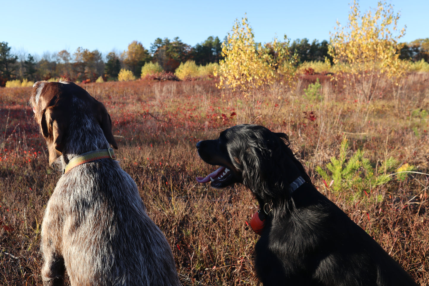Upland Dog Collars