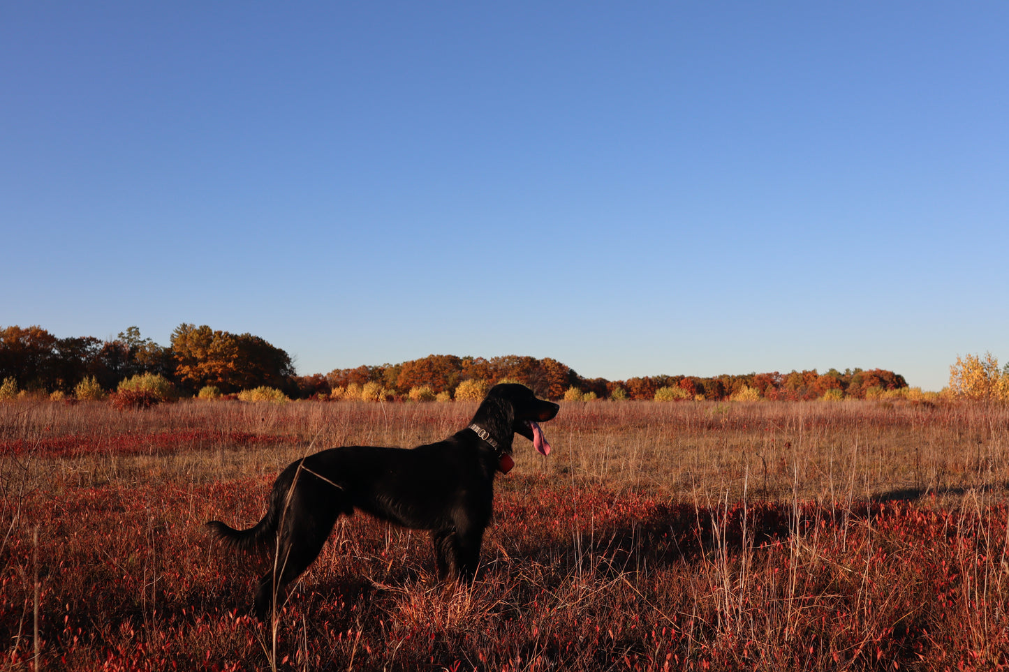 Upland Dog Collars