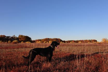 Upland Dog Collars